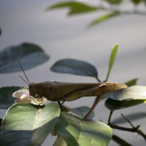 grass hopper